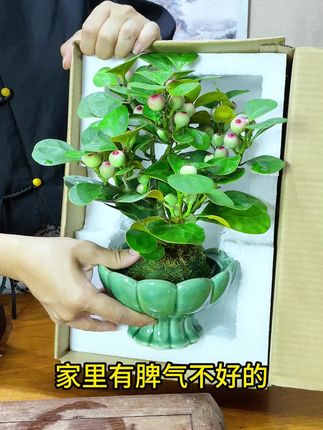 一款很有佛性的花卉
