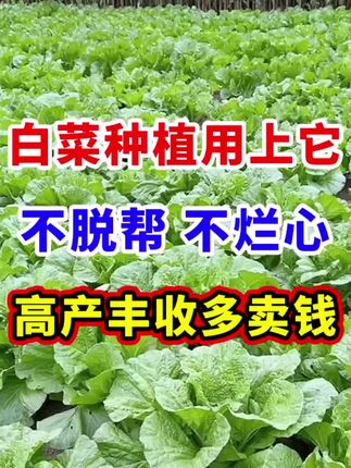 大白菜种植全攻略:时间选择与种植方法详解.