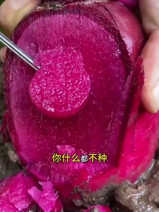 凤梨水果萝卜 营养丰富,满满都是花青素,生吃凉拌热炒都美味,现在正是播种萝卜的好时候