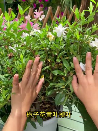 经常用这个再生剂,你的植物就不会出现黄叶掉叶的问题。#花肥 #花卉绿植 #养花小知识