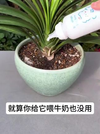 植物不长叶,也不开花,那就用上这个植物再生剂,枝繁叶茂花开满枝头!