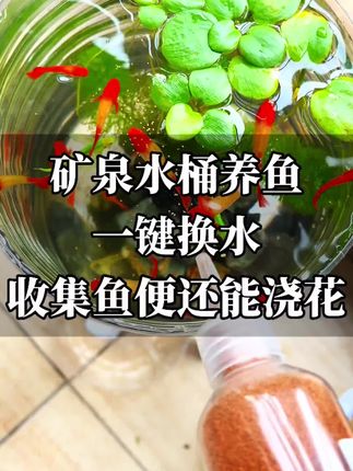 在家自己动手也能拥有一个鱼缸!!休闲打法时间!视频同款!!