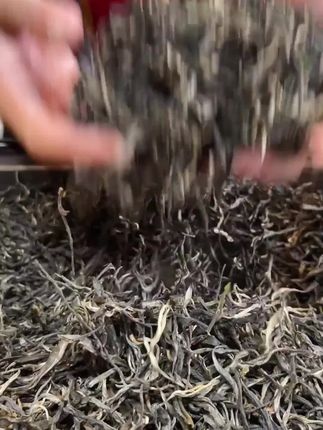 好茶不怕比!冰岛老寨古树普洱生茶,香气霸道,回甘持久,回甘立起!