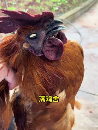 新传、H9就选它