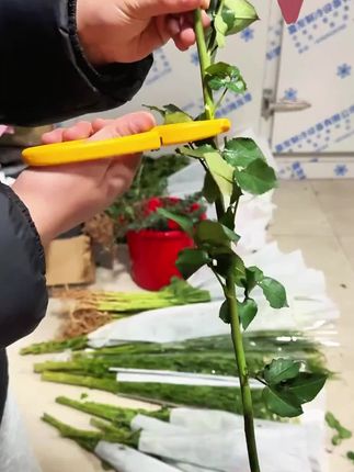 既能打刺又能剪枝的!花店必备的打刺剪枝神器!一把11块9还包邮!一把剪刀代替了打刺钳和花枝剪两样东西!