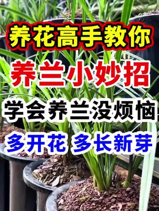 沙漠玫瑰养护小技巧 施肥管理技术 #沙漠玫瑰 #养花 #花卉绿植