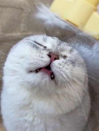 只要日常给猫咪补充鱼油,养猫家庭也不一定满屋都是毛