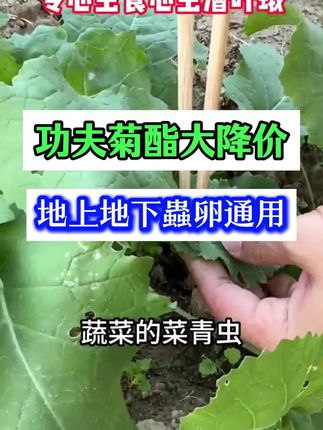 升级配方,蔬菜地不伤作物方案,蔬菜瓜果通用。 #农业种植 #蔬菜种植 #大棚种植 #辣椒种植 #蔬菜