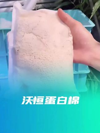 鱼缸黄水就用蛋白棉,蛋白棉快速去除鱼缸黄水,打造空气缸!