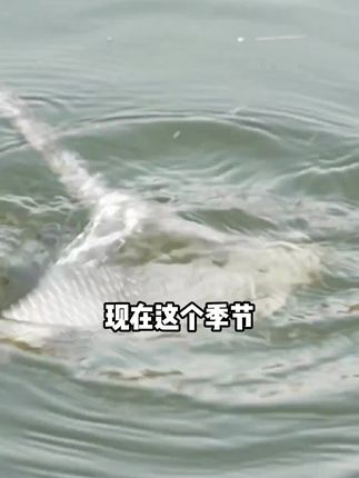 挑战整个鱼饵添加行业!新品上市!支持180天无理由退货!