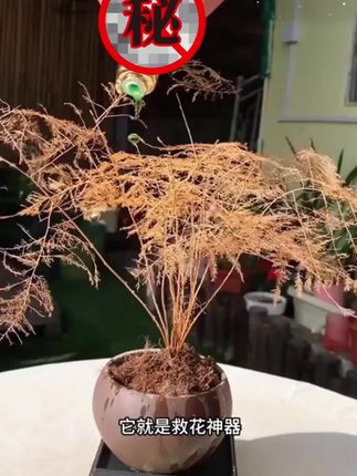 植物通用,植物通用营养 液,「植物」通用营养 液,赶紧抢!