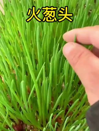 品质红葱头,不发芽包退,闭眼拍