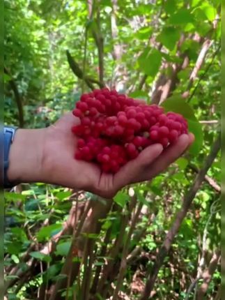 【抢!250克半斤】长白山辽五味子干货正品东北特产北五味子泡茶泡酒#浅蓝色直筒微喇裤 #解馋小零食耐嚼