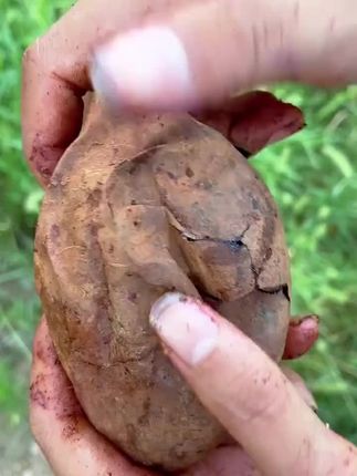 黑美人遇榴莲蜜薯!云南直采双拼,粉甜交织,这口软糯太勾人~~