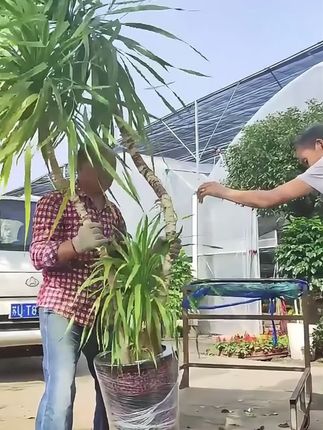龙血树黄叶烂根怎么办?给它浇这种水很快就会枝叶油绿根系发达还爱冒新芽!