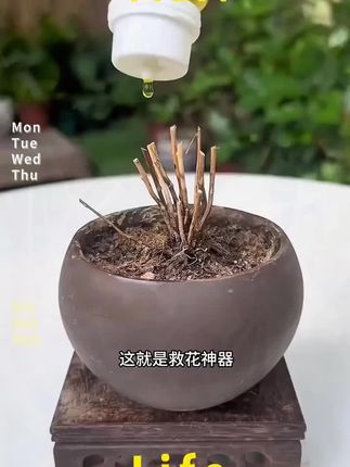 家里的绿植枯黄、不开花、掉叶、烂根,赶紧用这个绿植复活液#种棒植小技巧 #养花 #花肥