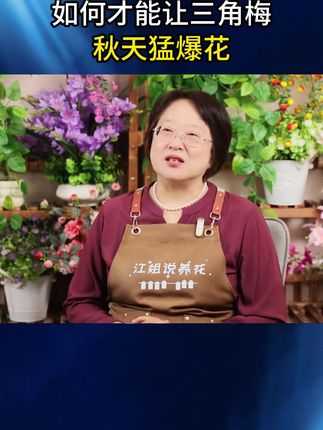 三角梅专用肥,沿着盆土表面撒一把,简单便捷#花卉养护 #花卉绿植养花#花卉绿植 #庭院花卉