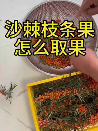 新疆有机沙棘大果带枝带叶产地现采现发3斤/框京东航空送货到家
