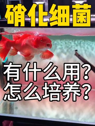 鱼缸水质浑浊?这款净水剂轻松搞定! #养鱼日志 #养鱼 #养鱼经验分享 #硝化细菌#养鱼小知识
