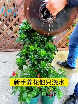 在家里养花,多做这一步很快枝繁叶茂花開爆盆