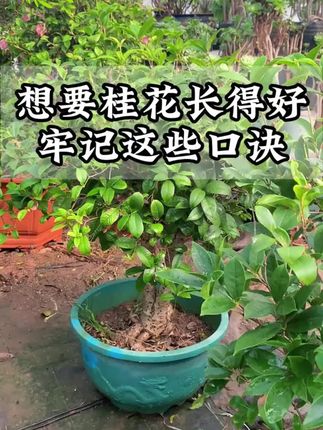 #桂花 很贪吃你知道吗?#桂花树 #家庭养花 #爱生活爱养花