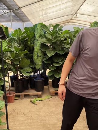 大型绿植琴叶榕,叶片肥硕,绿意盎然,家中摆放空气清新,美化环境#琴叶榕 #花卉绿植 #爱生活爱养花#花卉基地#绿植
