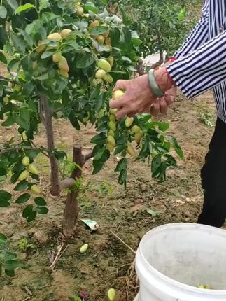 顺丰京东送货上门云南鸡心枣南高清甜酥脆云原大理宾川金脆蜜枣好吃枣子便宜子弹蜜枣