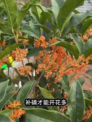 #桂花 很贪吃你知道吗?给它喂点这个,很快枝繁叶茂开花多!#桂花树 #家庭养花 #养花小知识