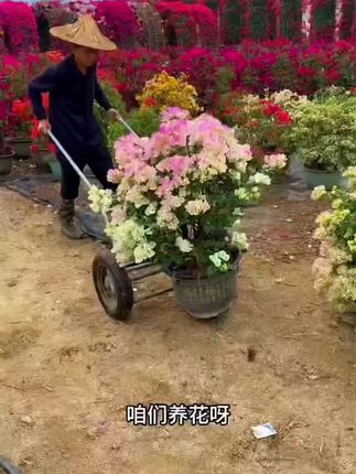 适合懒人用的植物再生剂,不用兑水稀释,直接插土里就可以#养花达人#养花技巧