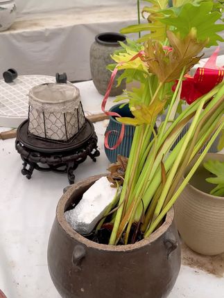 【厂家直销,福利多多】绿动力免稀释叶面喷雾预防黄叶叶片油亮,赶快下单吧