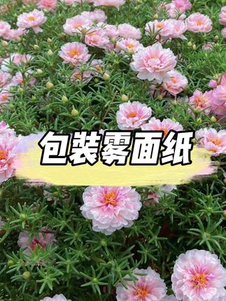 可以当内衬用的雾面纸,5块8一包的20张,高级感满满!
