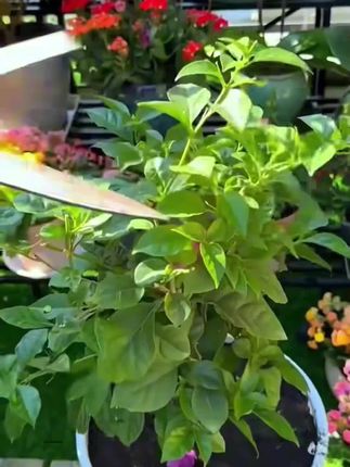 三角梅出现黄叶烂根?给它浇这种水很快就会枝繁叶茂!#三角梅植物再生剂