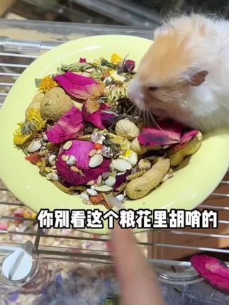 全价冻干仓鼠粮,让鼠鼠长肉肉