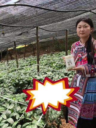 别再乱买三七了,云南品牌七本三七,源头直发,36项检品质保证!