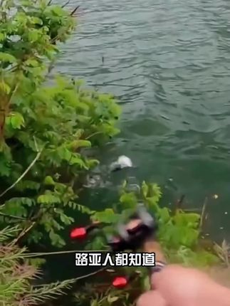 仿真小草虾路亚饵,柔软的虾身,大小鱼通吃,翘嘴,鳜鱼,鲶鱼,鳡鱼, #钓鱼人就是这么疯狂