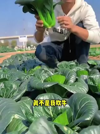 黑叶子的油菜,黑叶苏州青,肉厚梆脆#苏州青 #油菜 #三农 #在家种菜 #农村生活 #阳台种菜