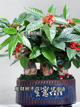 这就是救花神器,家里植物养成这个鬼样子,不要着急,你就给它浇这种水,它能激活植物根系生长活力促进生长#花卉绿植