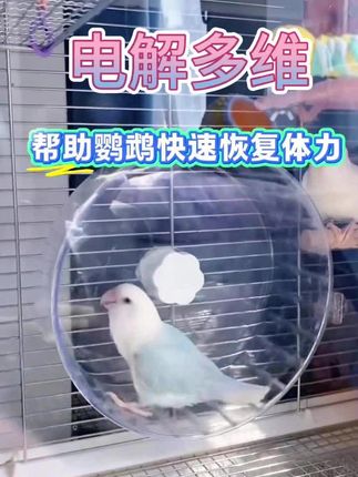 鸟宝活泼羽毛亮的秘诀就是他,专用电解多维!