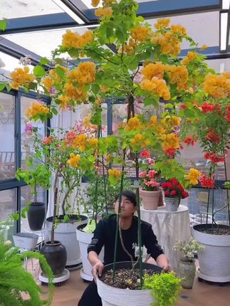 花养了很长时间都不开花的,试试这个开花粉吧,你会有惊喜#养花小知识