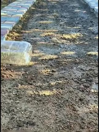 唐山秋瓜种子秋黄瓜高产水果黄瓜阳台小院春秋季易播种蔬菜种子