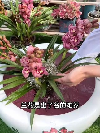 月季黄叶不开花,学会这招花開爆满盆!枝繁叶茂