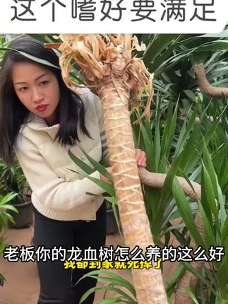 龙血树焦尖黄叶烂根?给它浇这种水很快就会枝繁叶茂!