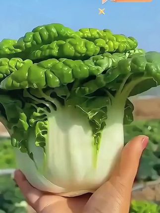 种植简单,营养美味现在就能种的黄心乌塌菜,冬天种很好吃,现在中也是很好吃。耐热耐寒更是适合新手种植。