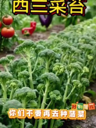 西兰花大家都吃过,西兰苔肯定没吃过,家里空地花盆种上些吧 #蔬菜种子 2 #在家种菜 #西兰苔 #优质农产品