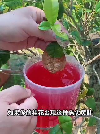 经常用这个再生剂浇花,你的植物就不会出现黄叶掉叶的问题。#花肥 #花卉绿植 #养花小知识