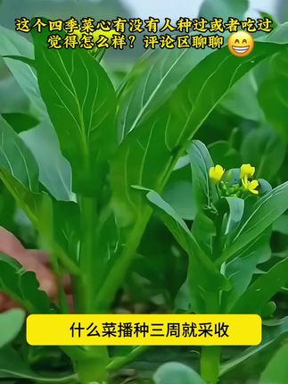 (拍2送1)农科工厂自营品牌优质种子,原厂彩色封装,质量保证,大容量