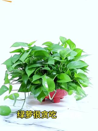 养花“营养 液”一夜蹿红,园艺师推荐,烂根、黄叶都能用!