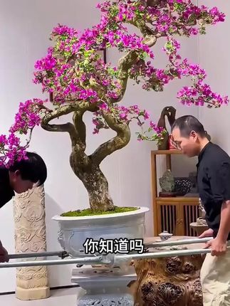三角梅其实很贪吃,满足它的大胃口,就能常年爆花、一茬一茬开不断#三角梅 #三角梅养护
