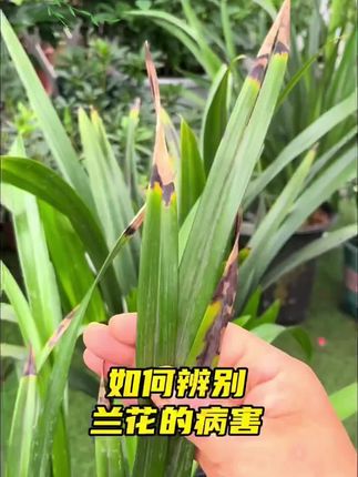 植物焦尖掉叶等各种问题,可以用这个枯草芽孢杆菌预防