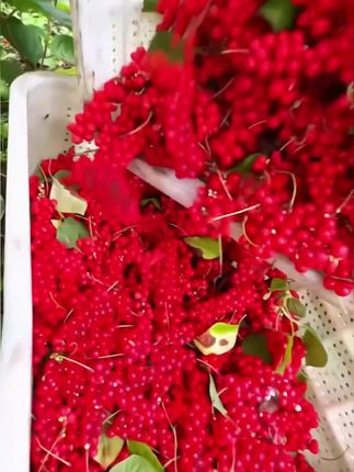 五味子新货~泡水煮汤喝好处多多哦!#五味子 #优质农产品 #工厂源头发 #大山里的味道
